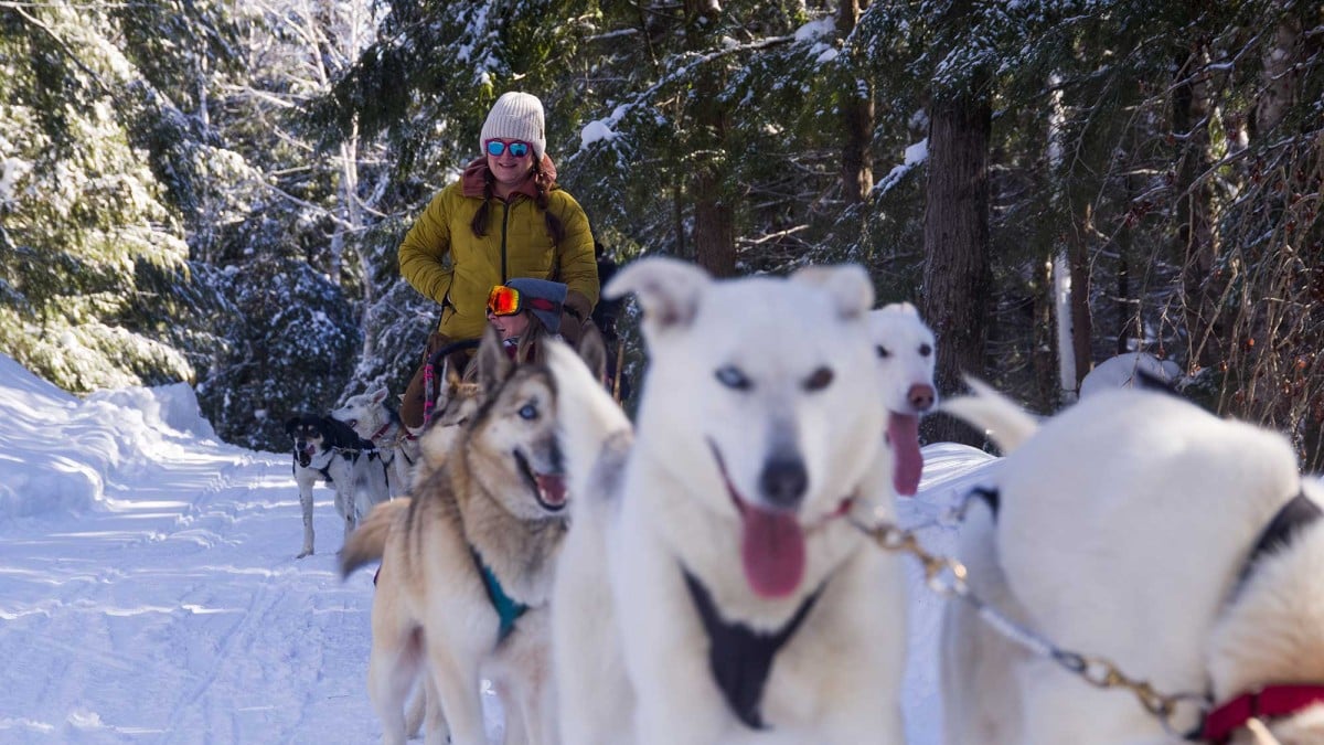 dog-sledding